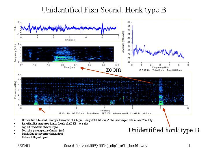 honk type B